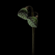 “Lotus Lamps” fue también finalista. Se trata de dos semillas de loto a punto de empezar a germinar.
Foto: Lotte Grønkjær